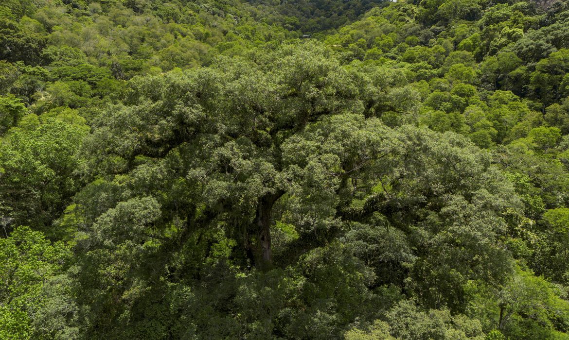 Foto: Agência Brasil - EBC