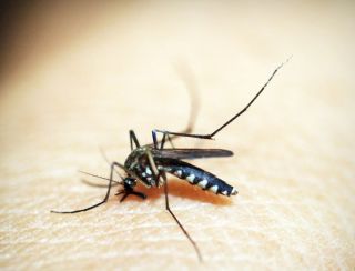 Rio de Janeiro confirma primeira morte por dengue este ano