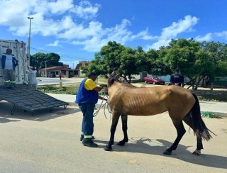 Prefeitura já apreendeu 138 animais soltos em vias públicas este ano