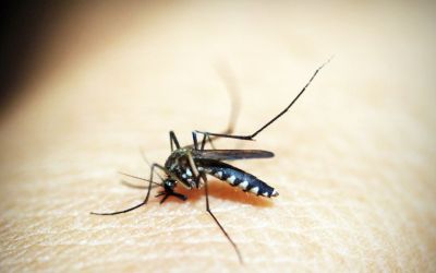 Rio de Janeiro confirma primeira morte por dengue este ano